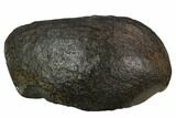 3.6" Fossil Whale Ear Bone - Miocene - #130238-1